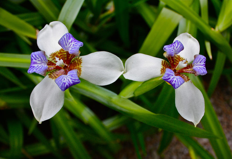 Wild Iris or Fortnight Lily Photograph by Venetia Featherstone-Witty