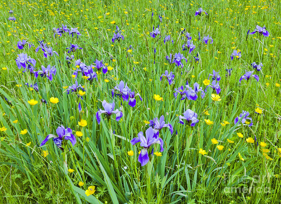 Iris Photograph - Wild Iris Patch by Alan L Graham