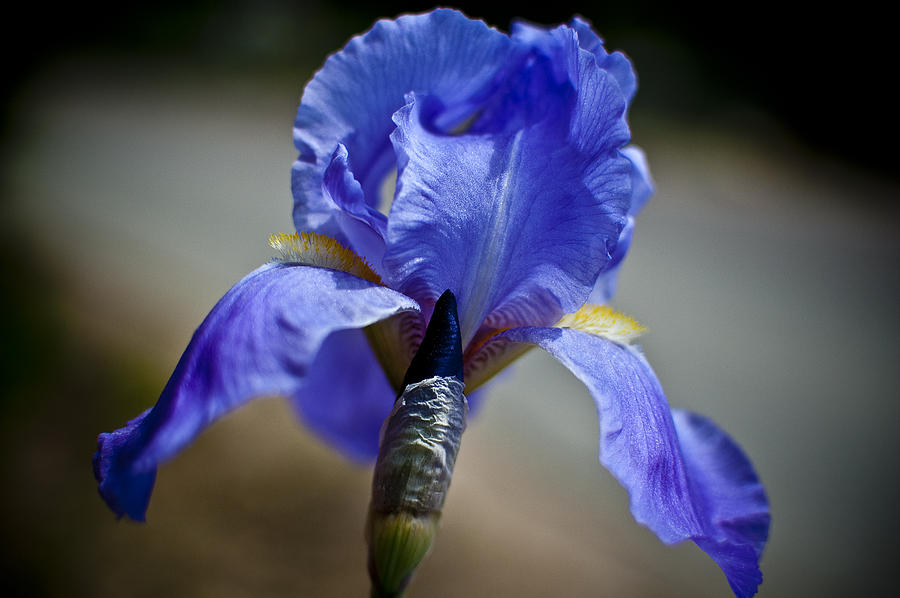 Wild iris Photograph by Ron White