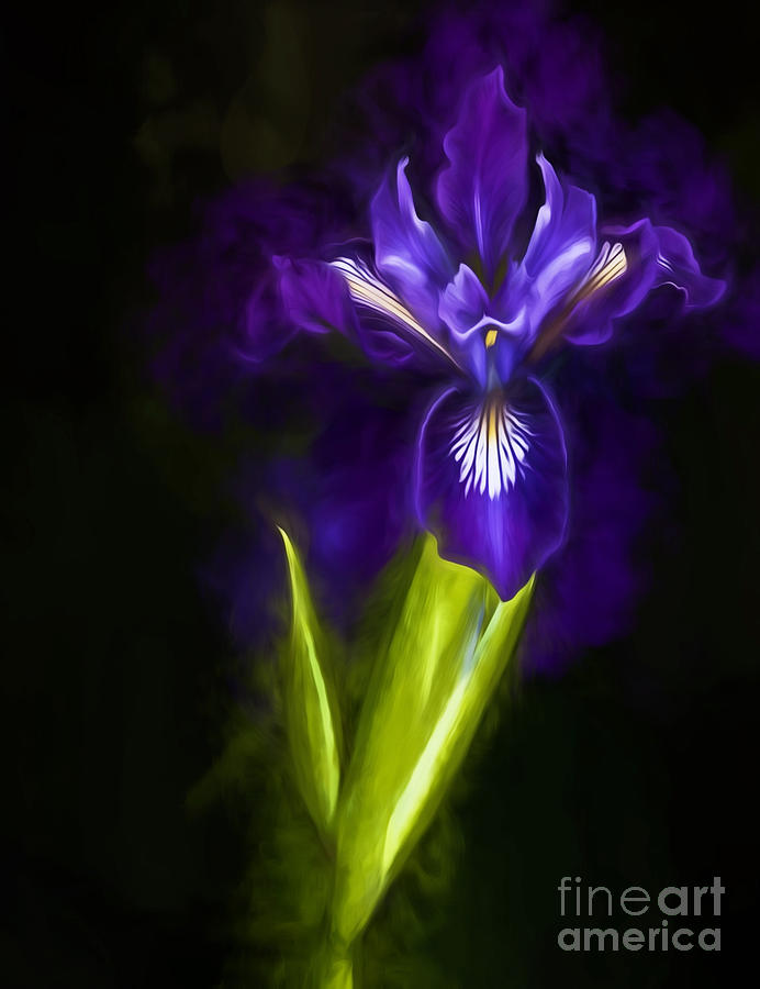 Wild Iris Photograph by Shirley Mangini