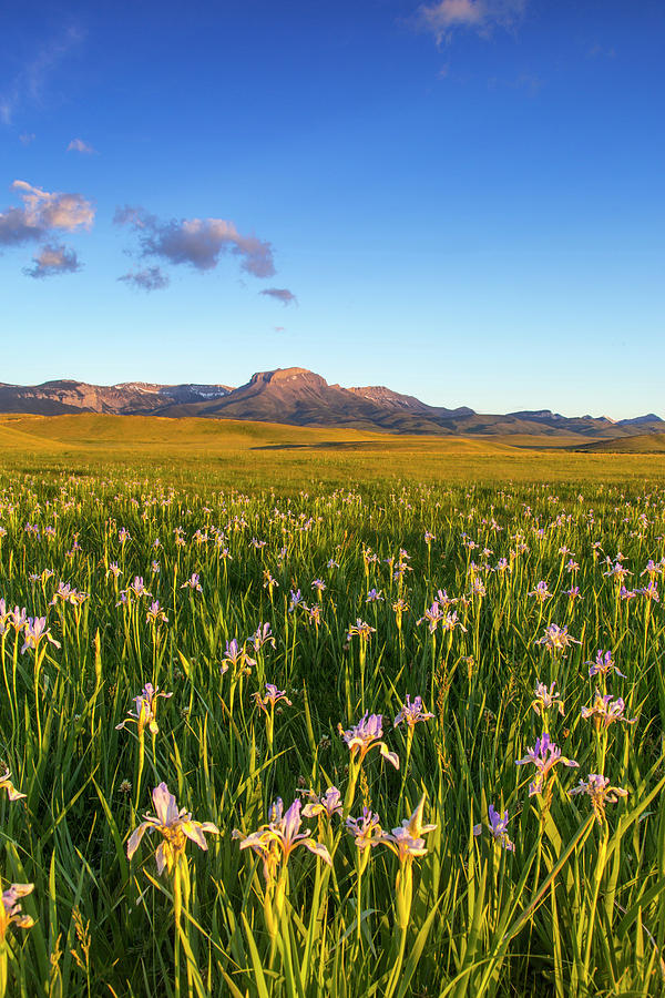 Flower Photograph - Wild Iris Wildflowers In Grasslands by Chuck Haney
