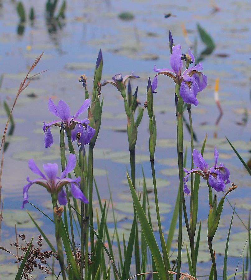 Wild Irises Photograph by Cathy Lindsey Fine Art America