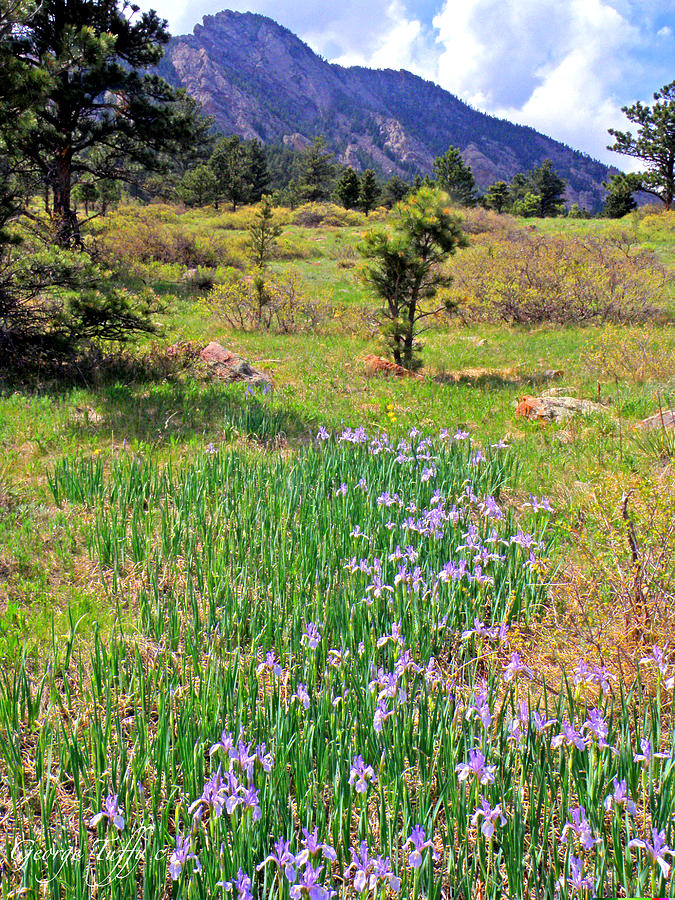 Wild irises Photograph by George Tuffy