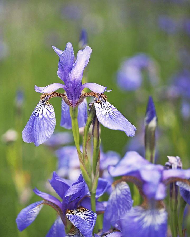 Wild Irises Photograph by Rona Black