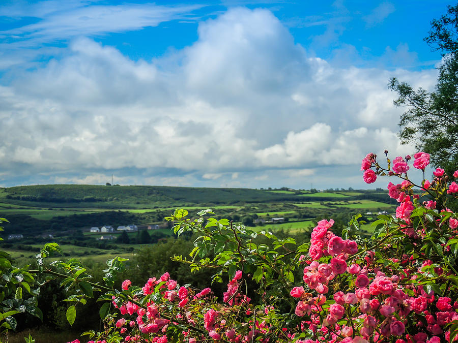 Wild Irish Roses of County Clare Photograph by James Truett