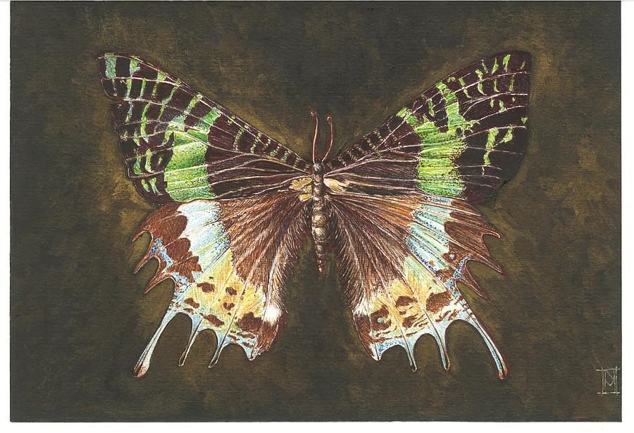 Butterfly Drawing - Wild is the Wind by Nikki McIvor