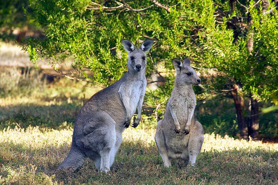 Wild Kangaroos Photograph by Stuart Litoff - Fine Art America