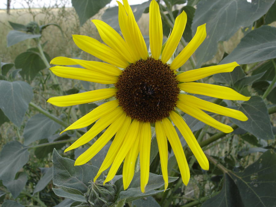 Wild Kansas Sunflower Photograph by Cary Amos - Pixels