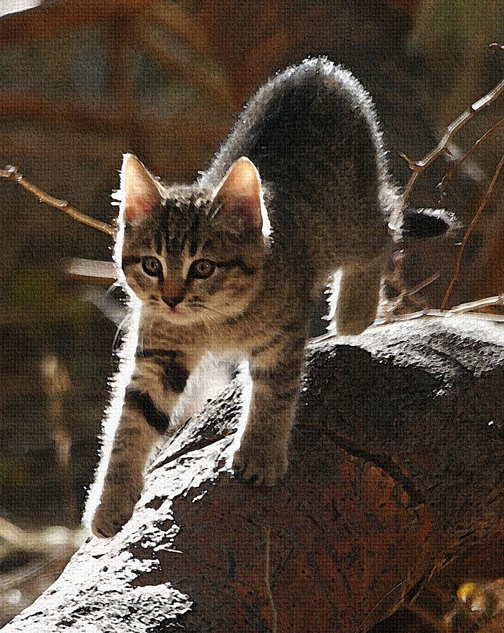 Wild Kitten Stalks A Bird Photograph by Tom Janca