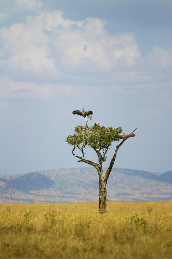 Wild Lappet-faced Vulture In Tree Photograph by Universal Stopping Point Photography
