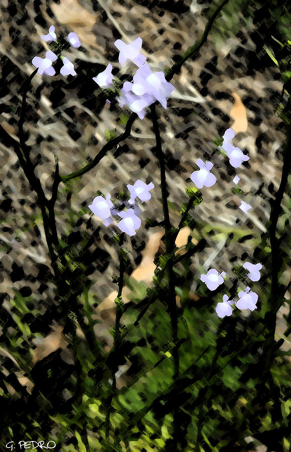 Wild Lavender Flowers Painting by George Pedro