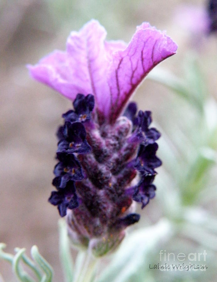 Wild Lavender Photograph by Lainie Wrightson