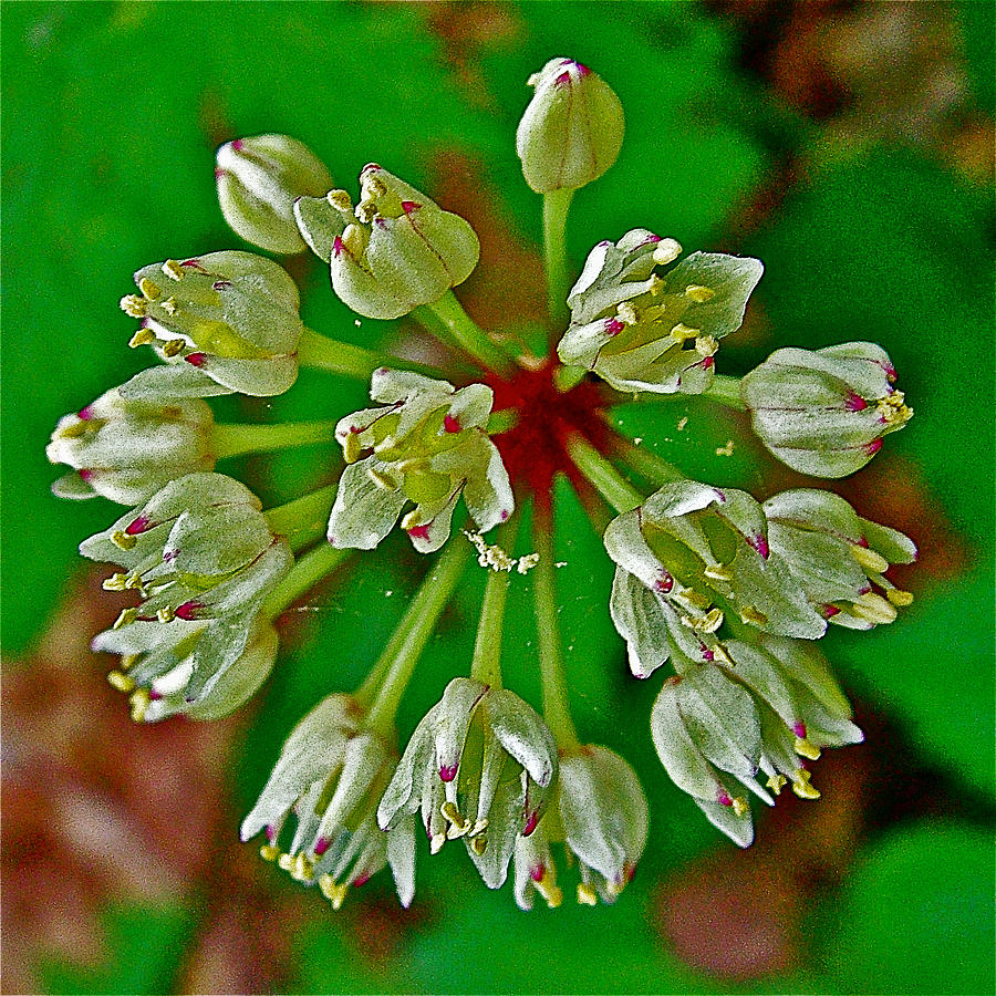Wild Leek on Norconk Road Trail in Sleeping Bear Dunes National Lakeshore-Michigan Photograph by Ruth Hager