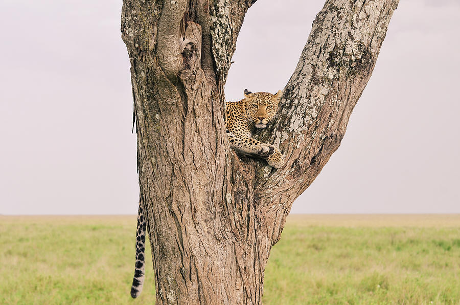 Wild Leopard On Acacia Tree In Photograph by Volanthevist