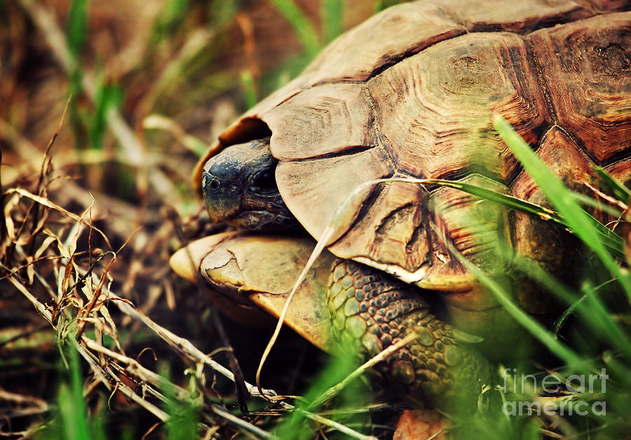 Turtle Photograph - Wild Leopard tortoise close up. Tanzania by Michal Bednarek
