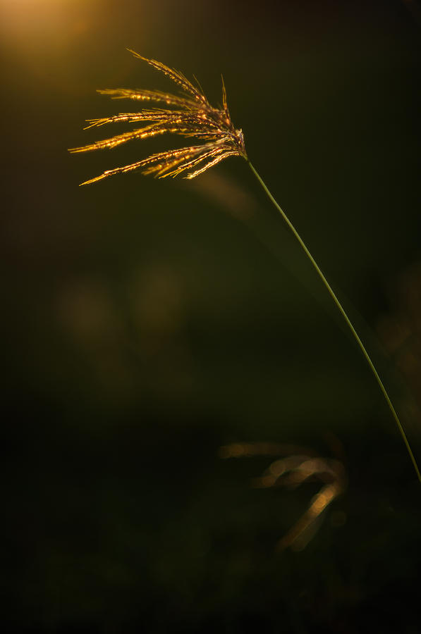 Golden Grass Photograph - Wild Light by Mario Morales Rubi