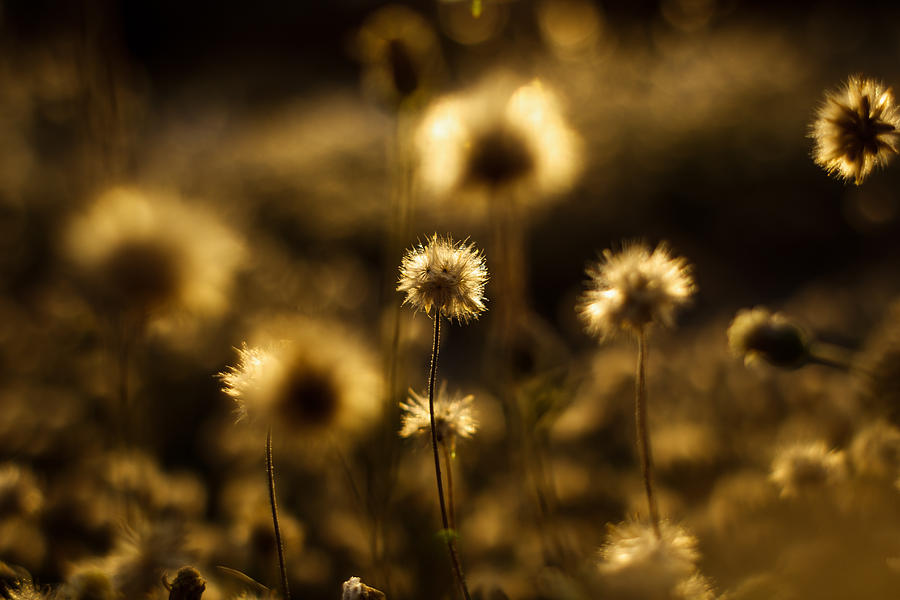 Golden Grass Photograph - Wild Like Silence by Mario Morales Rubi