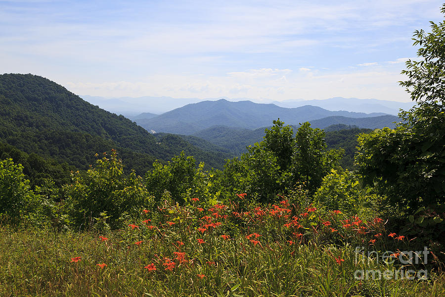 Wild Lilies With A Mountain View Photograph