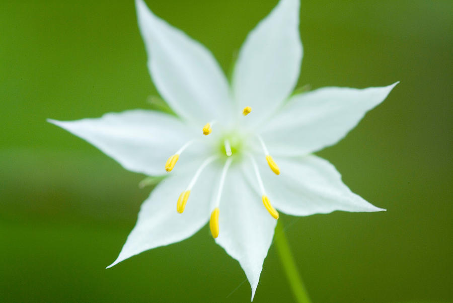 Lily Photograph - Wild lily by Devinder Sangha