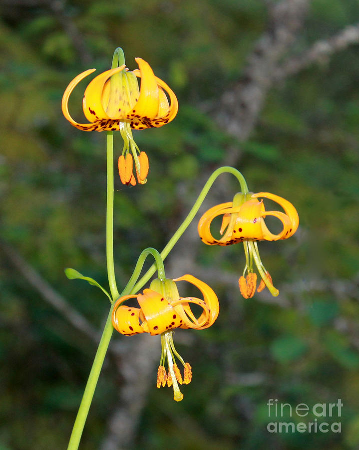 Wild Lily Photograph by Leone Lund