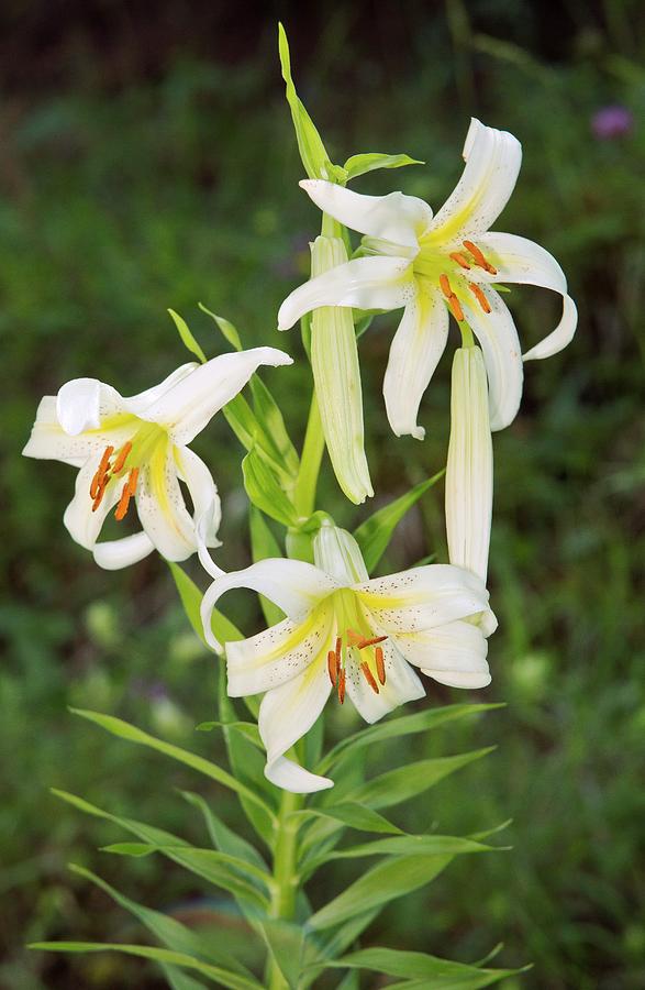 Wild Lily (lilium Kesselringii) In Flower Photograph by Bob Gibbons ...