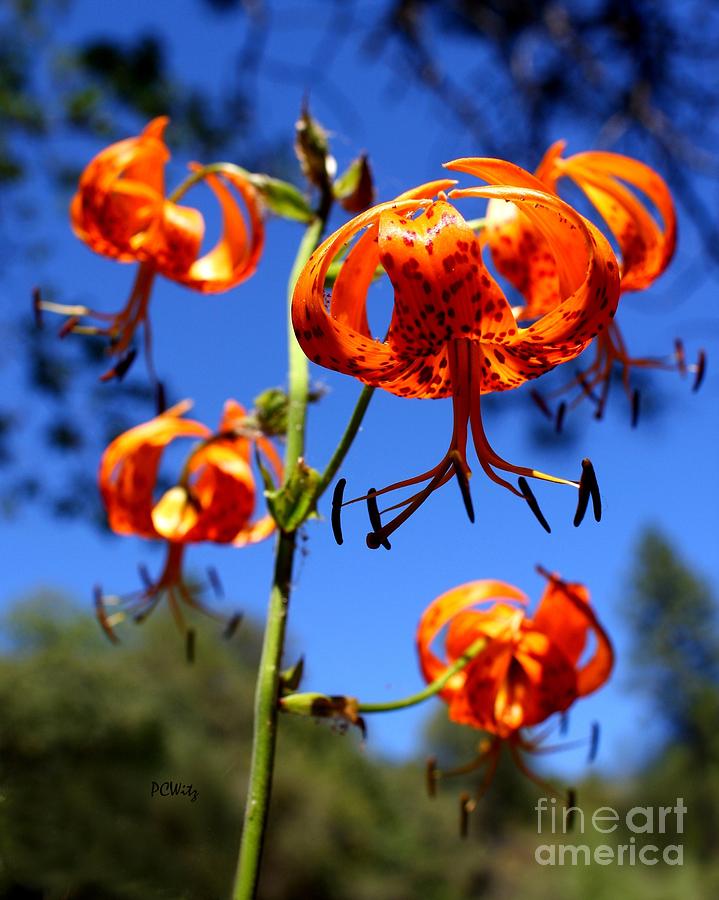 Wild Lily Photograph by Patrick Witz