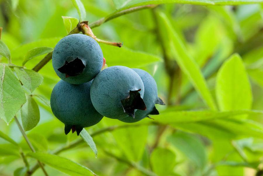 Wild Lowbush Blueberries Photograph by Paul Whitten