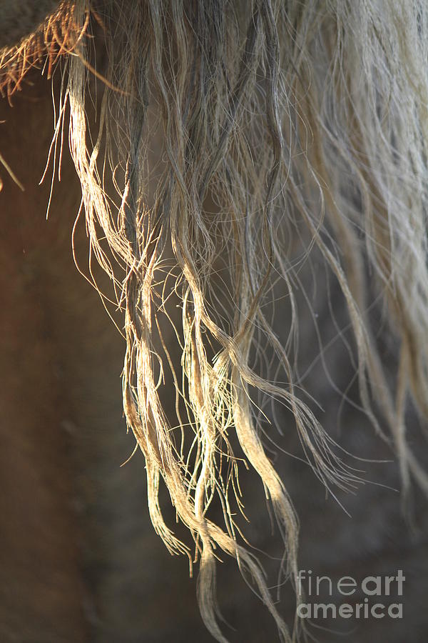 Horse Photograph - Wild Mane by Crystal Socha
