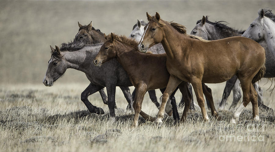 Wild Mares And Foals Photograph By Carol Walker