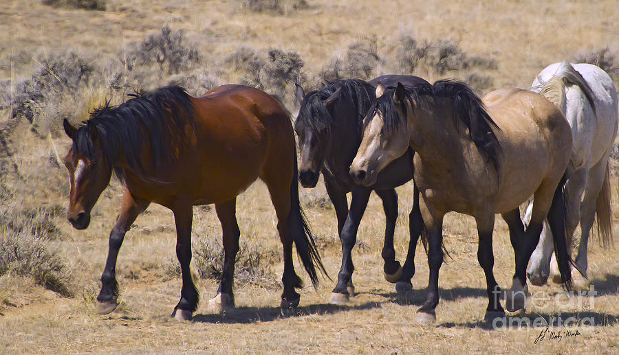 Wild Mares-Signed-#0271 Photograph by J L Woody Wooden