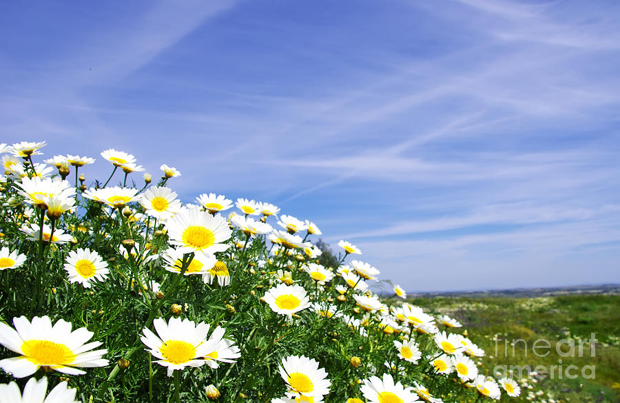 Daisy Photograph - Wild margarites and blue sky. by Inacio Pires