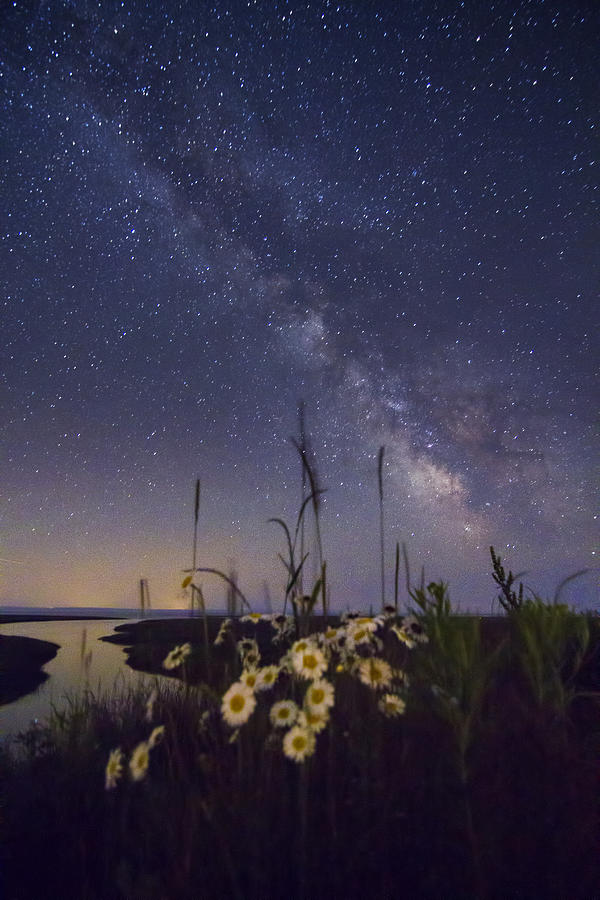 Up Movie Photograph - Wild marguerites under the Milky Way by Mircea Costina Photography