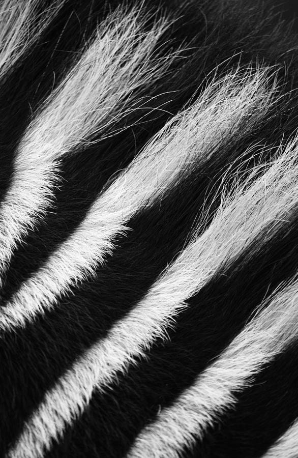 Wild Markings  Photograph by J C