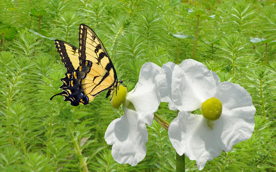 Wild Marsh Flower and Butterfly Digital Art by M Spadecaller