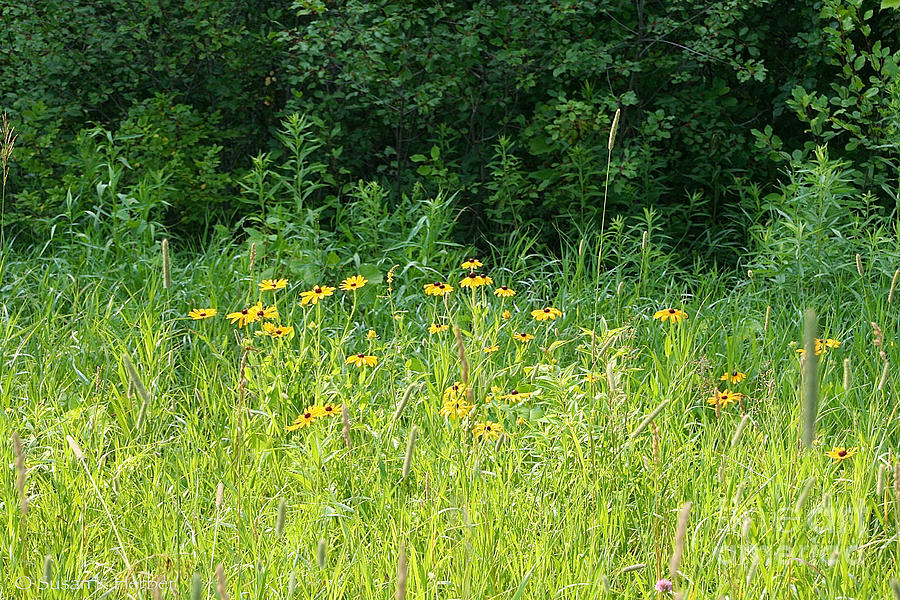 Wild Meadow Flowers Photograph by Susan Herber