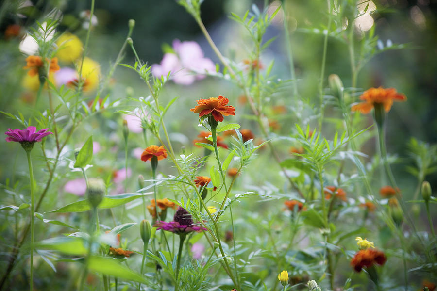 Wild Meadow Photograph by Mitshu