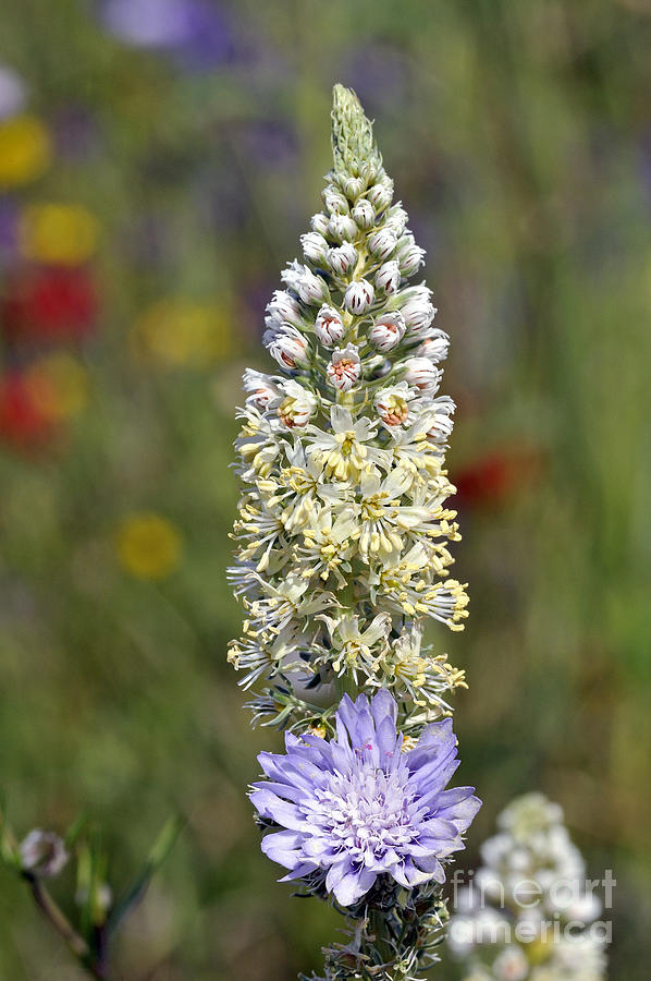 Wild Mignonette Flower Photograph