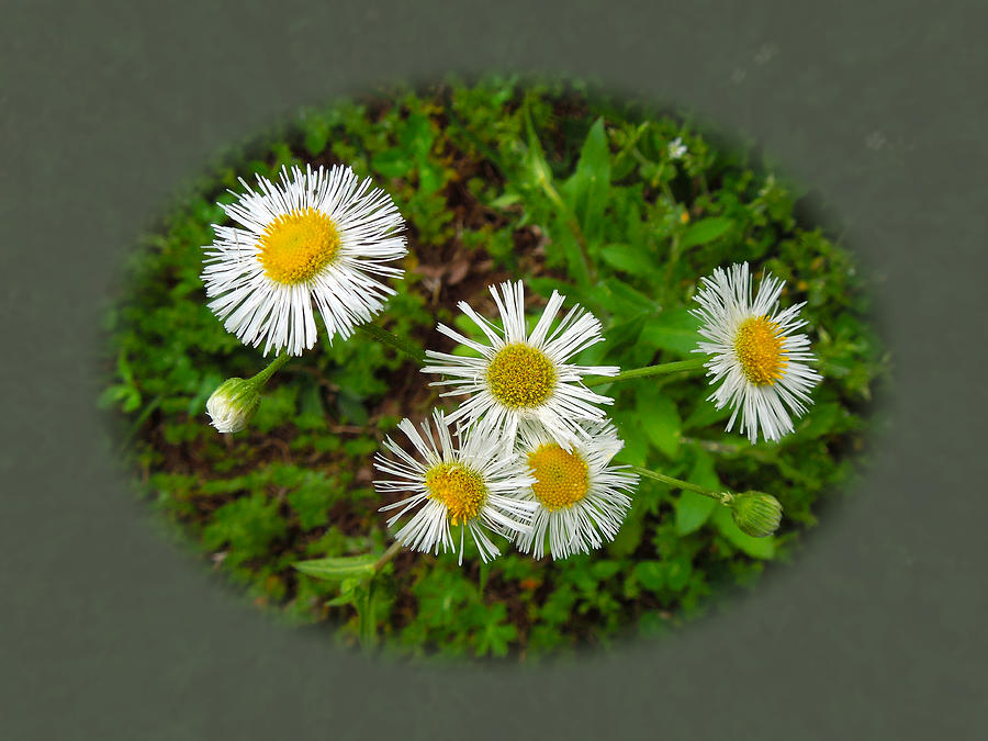 Wild Miniature Daisies Photograph by Pete Trenholm