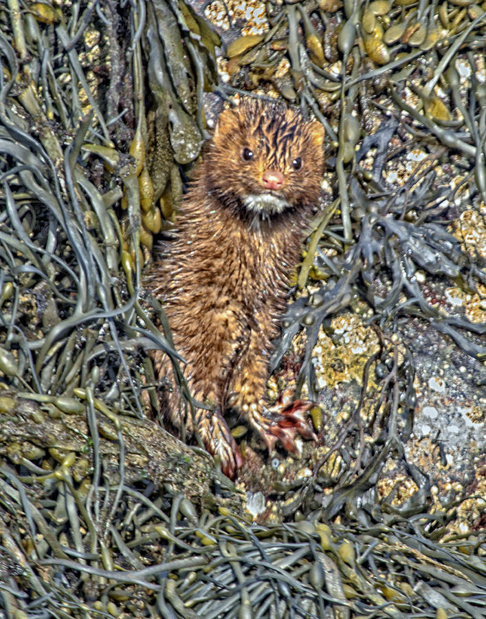 Wild Mink In Seaweed  Photograph by Constantine Gregory