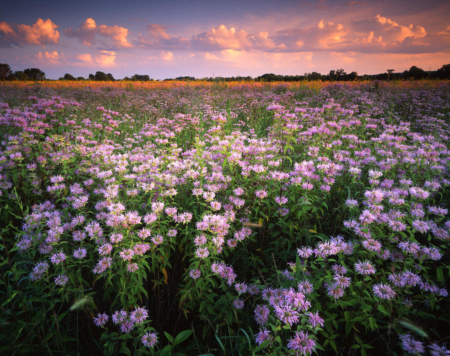 Sunset Photograph - Wild Mints Galore by Ray Mathis