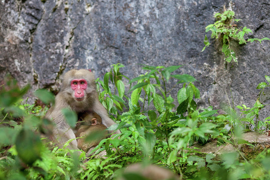 Wild Monkey Nursing Photograph by Tdubphoto