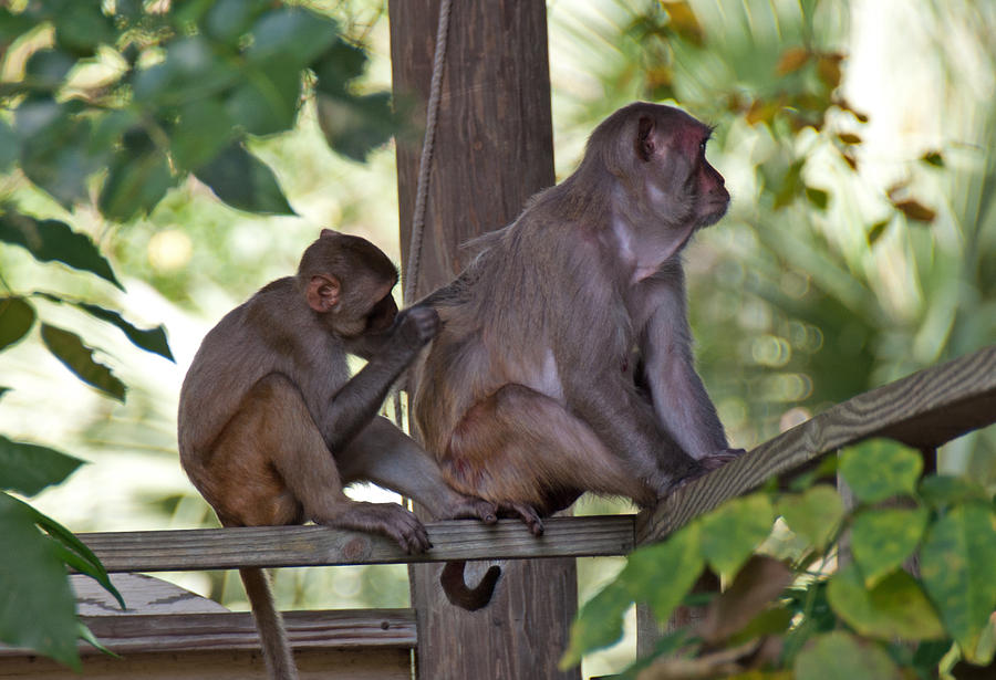 Wild Monkeys - Silver Springs Florida Photograph by John Black