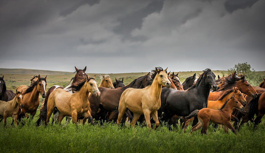 Wild Montana Horses in Rainstorm Photograph by Jeanne Morgan