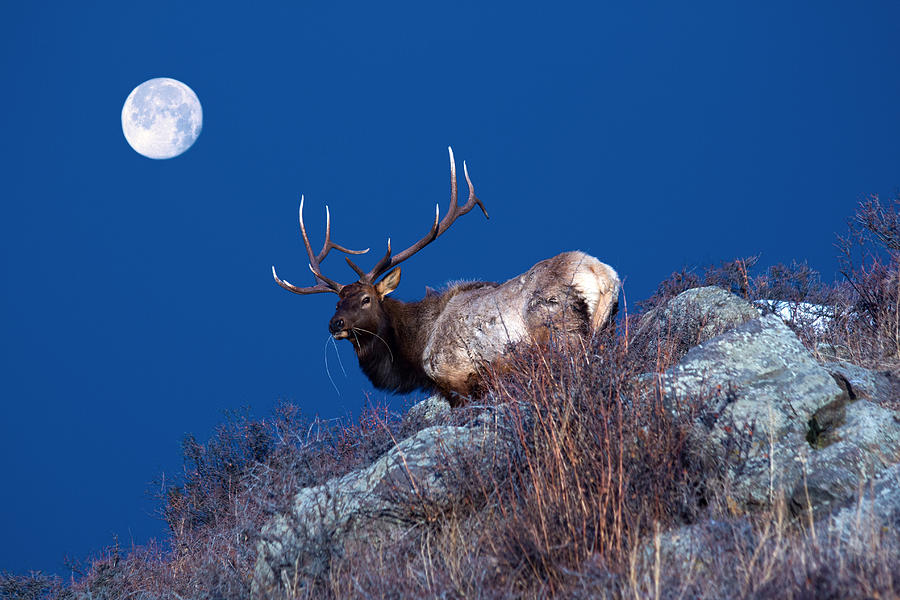 Rocky Mountain National Park Photograph - Wild Moon by Shane Bechler