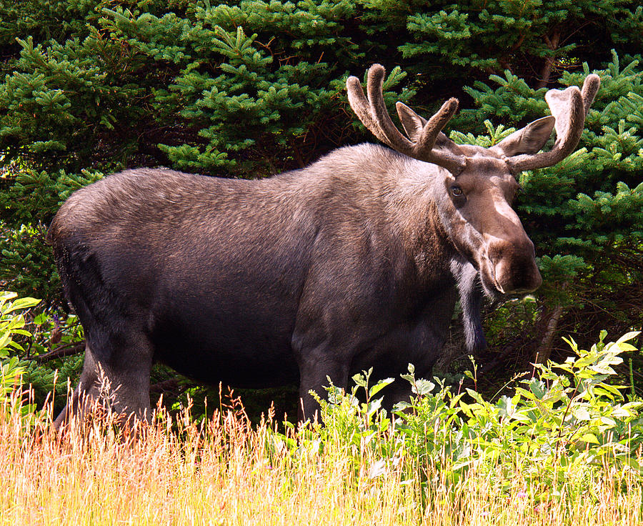 moose tours nova scotia