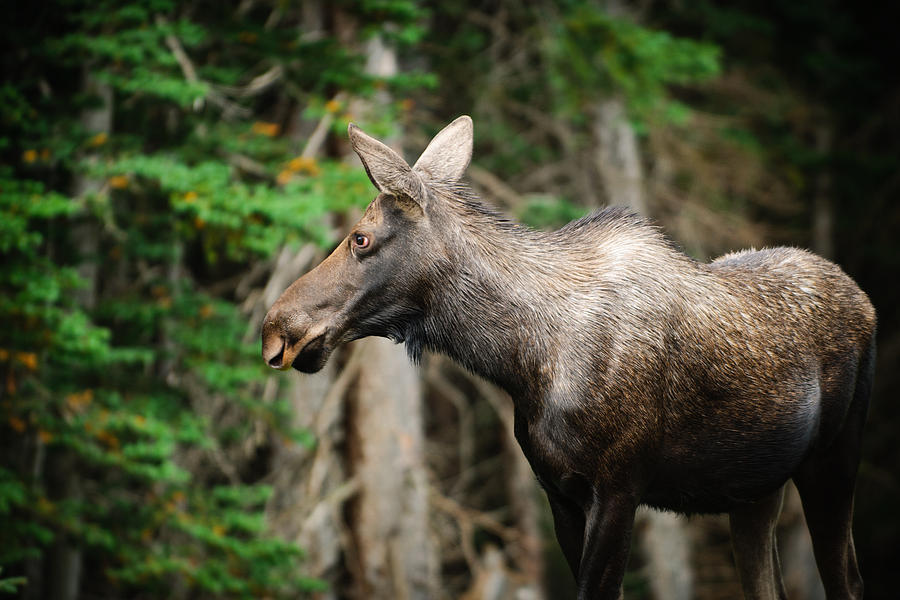 Wild Moose in the Forest Photograph by Brandon Smith - Fine Art America