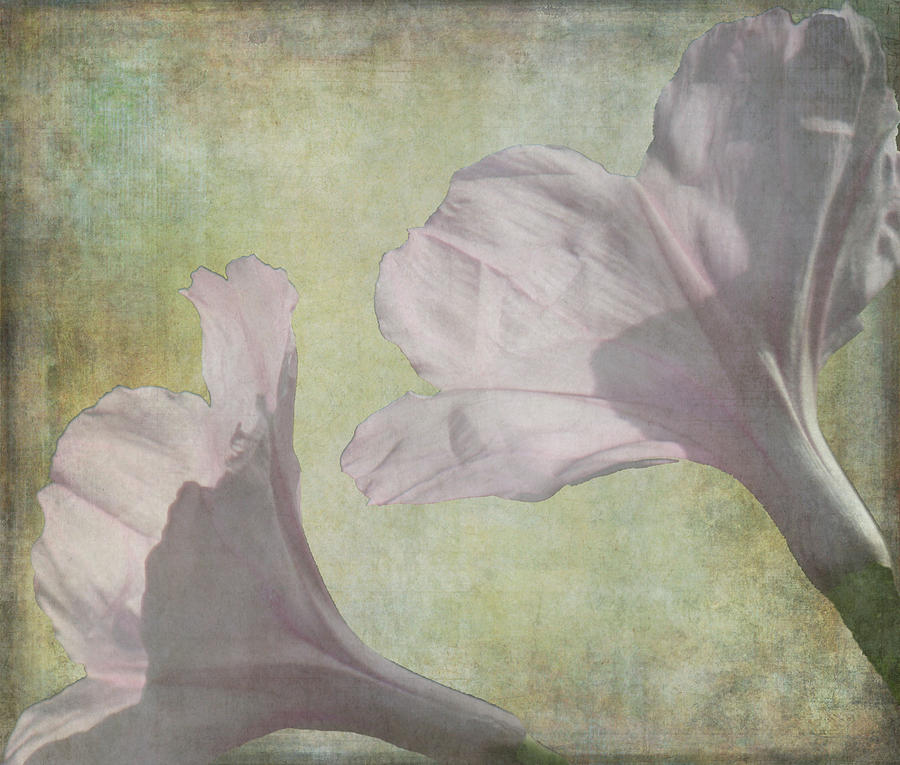 Flower Photograph - Wild Morning Glories by Rosalie Scanlon