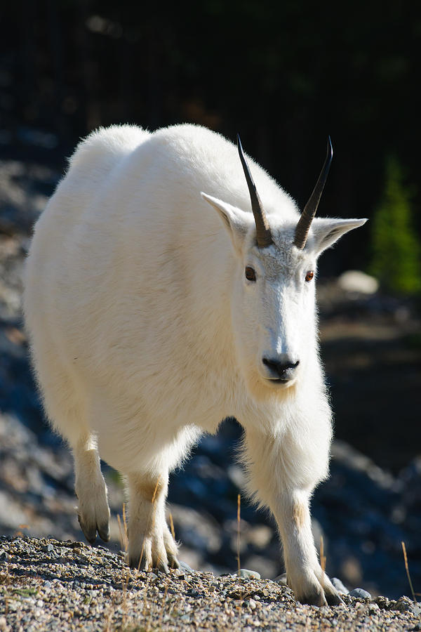 Wild Mountain Goat II Photograph