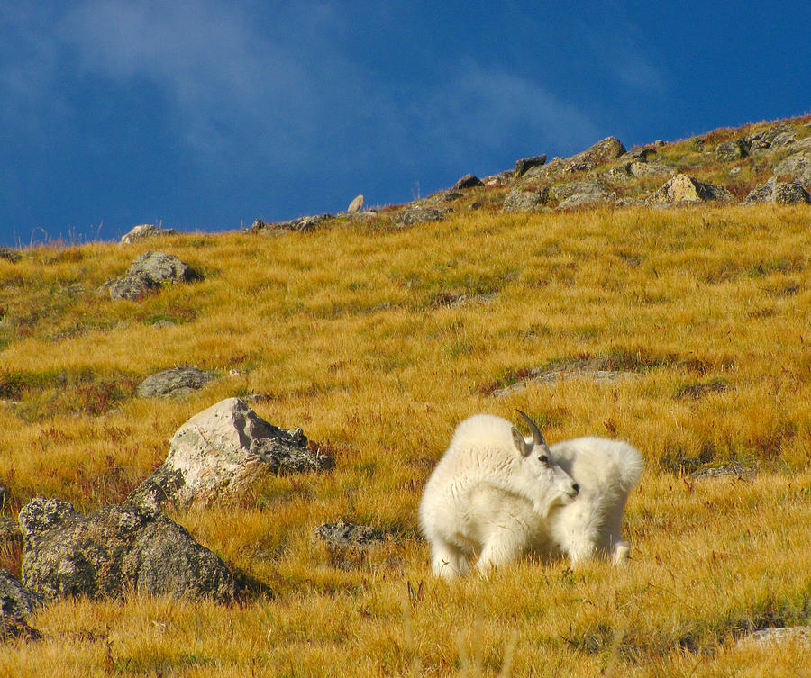 Wild Mountain Goat On A September Day Photograph by Sandra Leidholdt