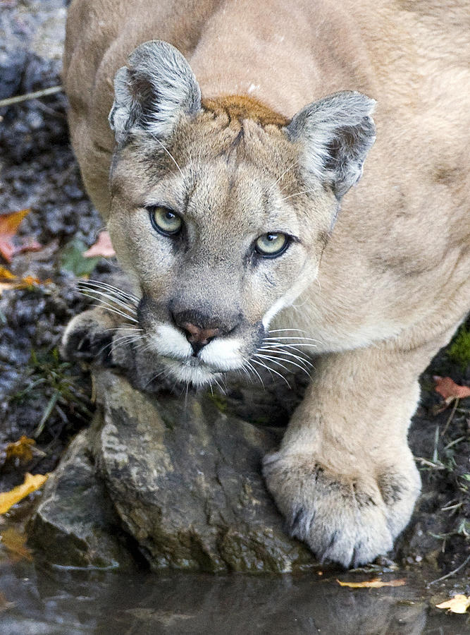 Wild Mountain Lion Photograph by Max Waugh